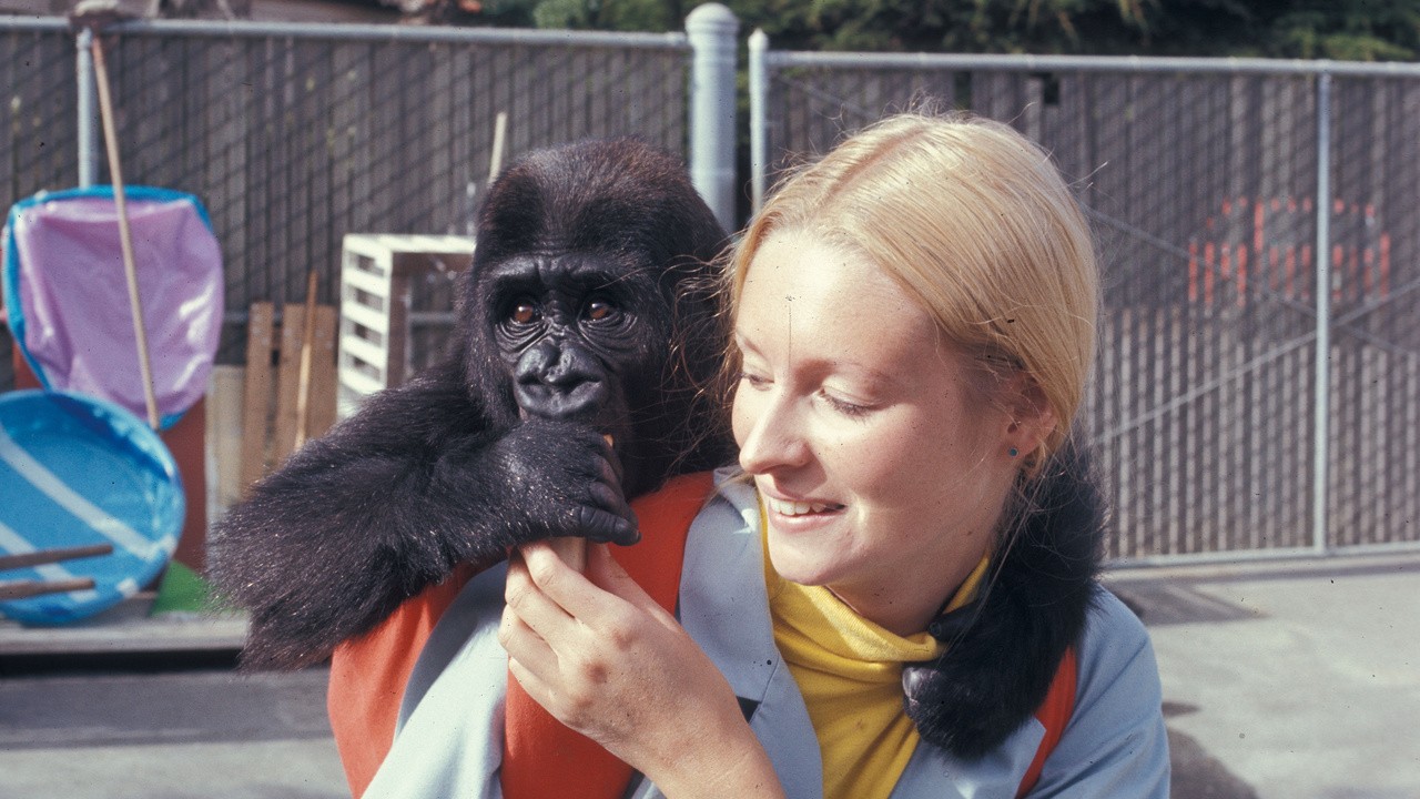 Image du film Koko, le gorille qui parle