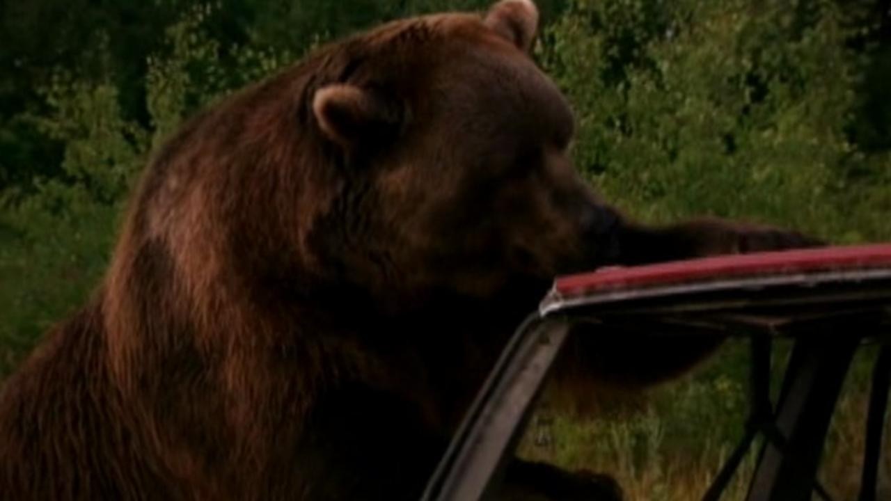 Grizzly Rage - Die Rache der Bärenmutter	