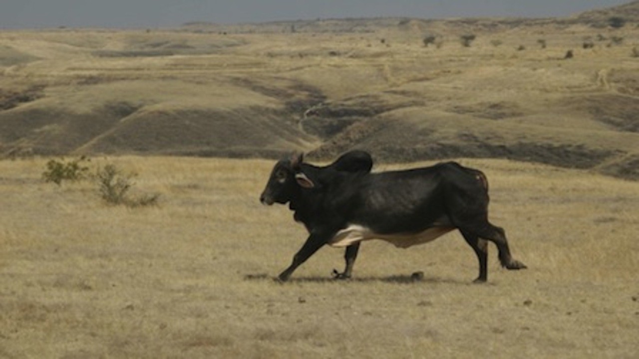 Valu: The Wild Bull
