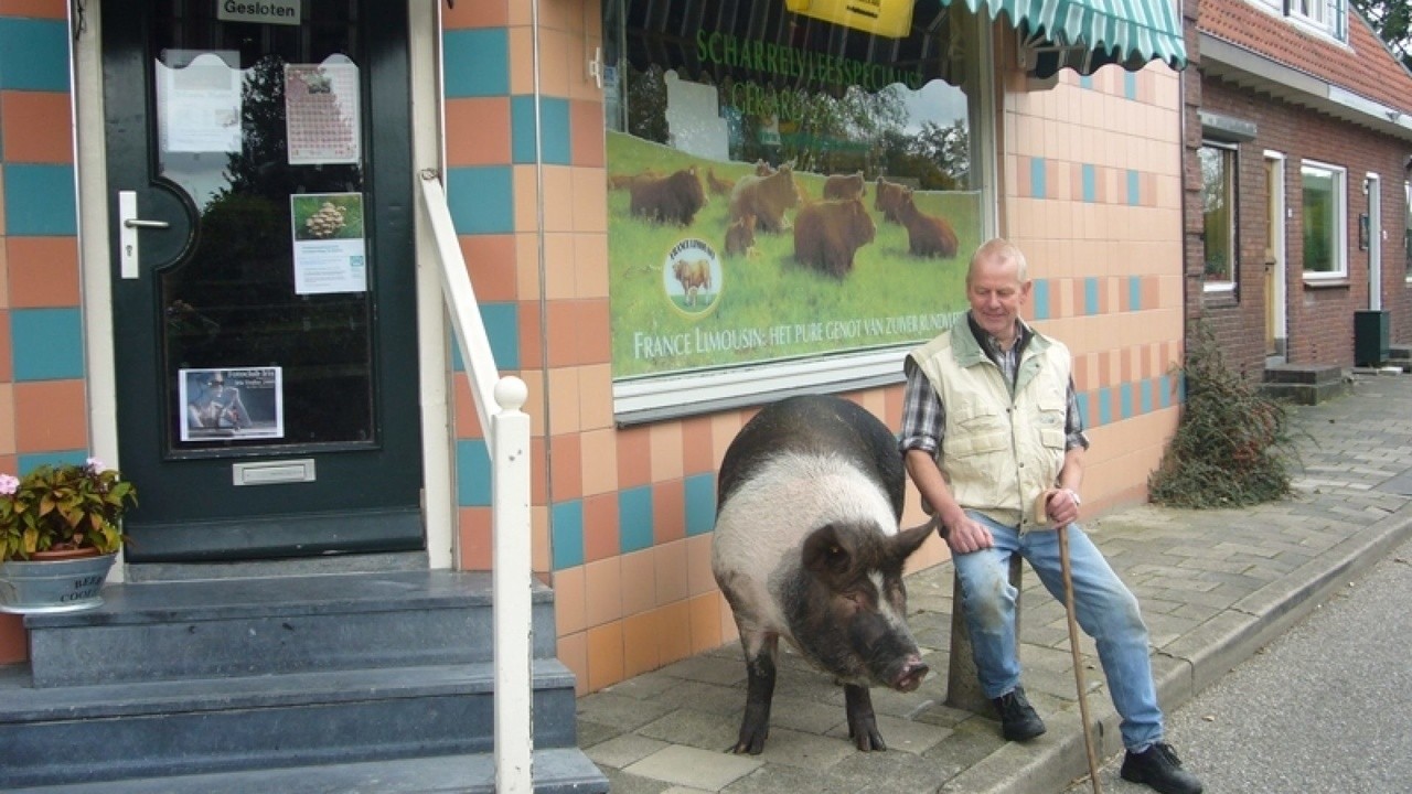 Divine Pig