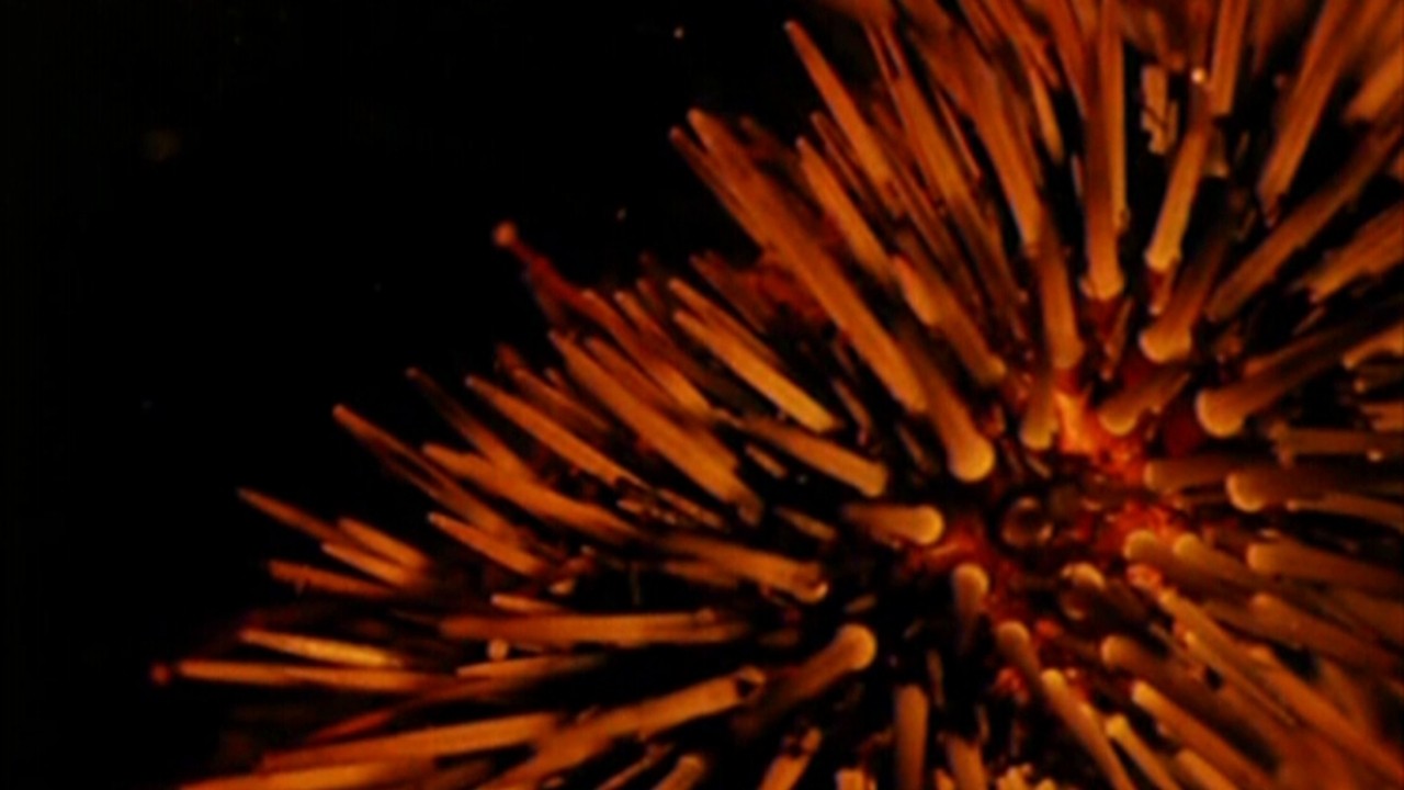 Sea Urchins