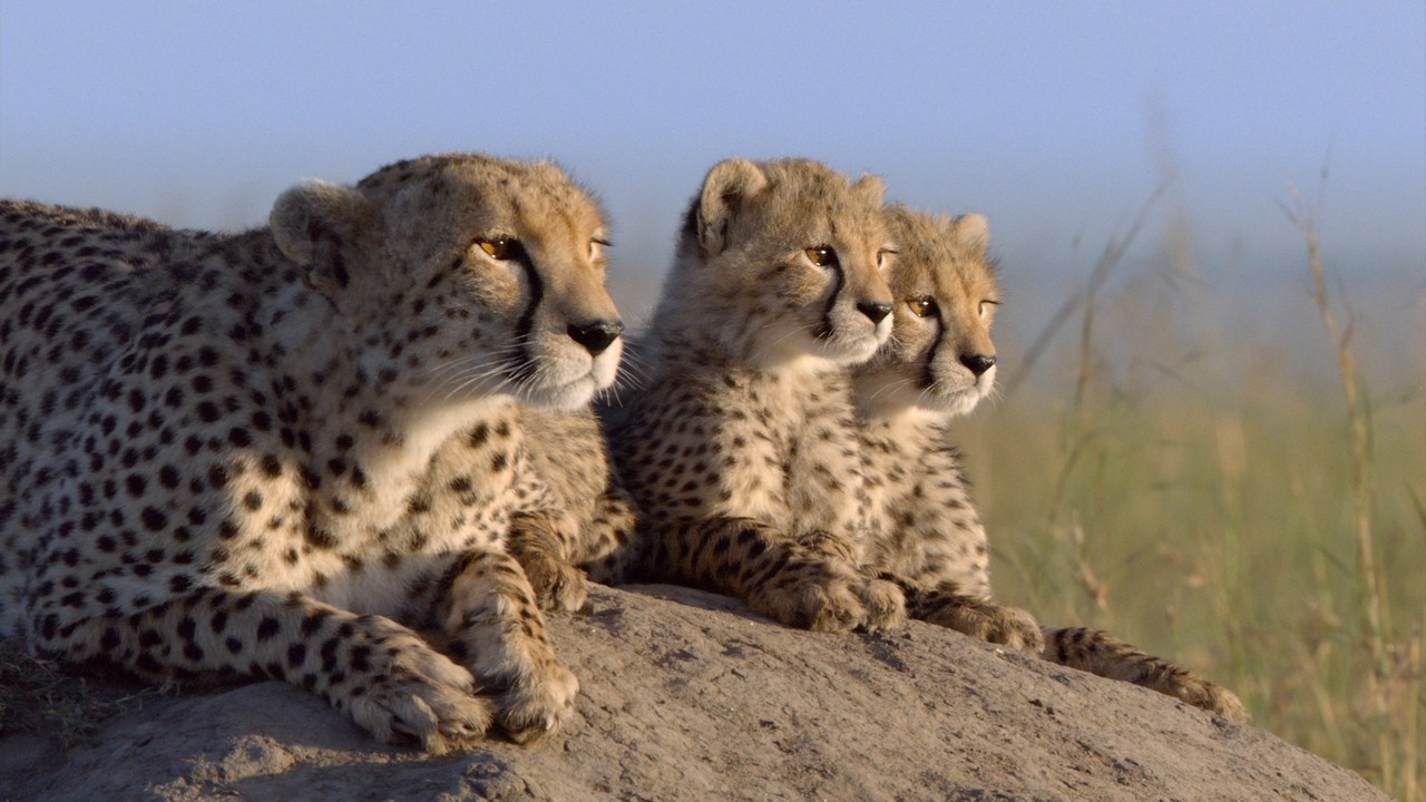 African Cats