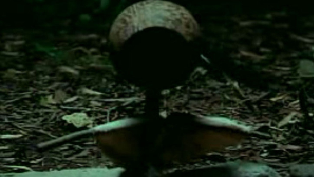 The Uninvited