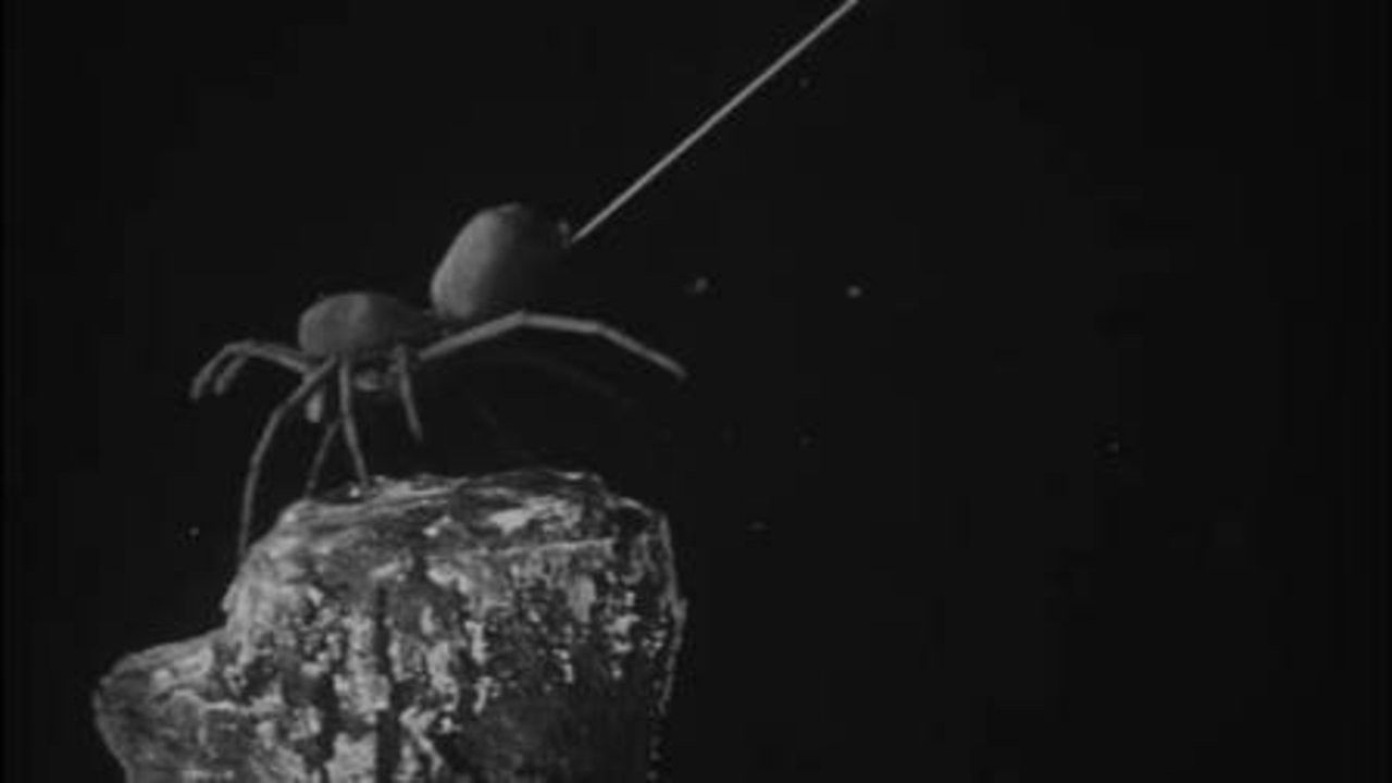 Urban Science: To Demonstrate How Spiders Fly