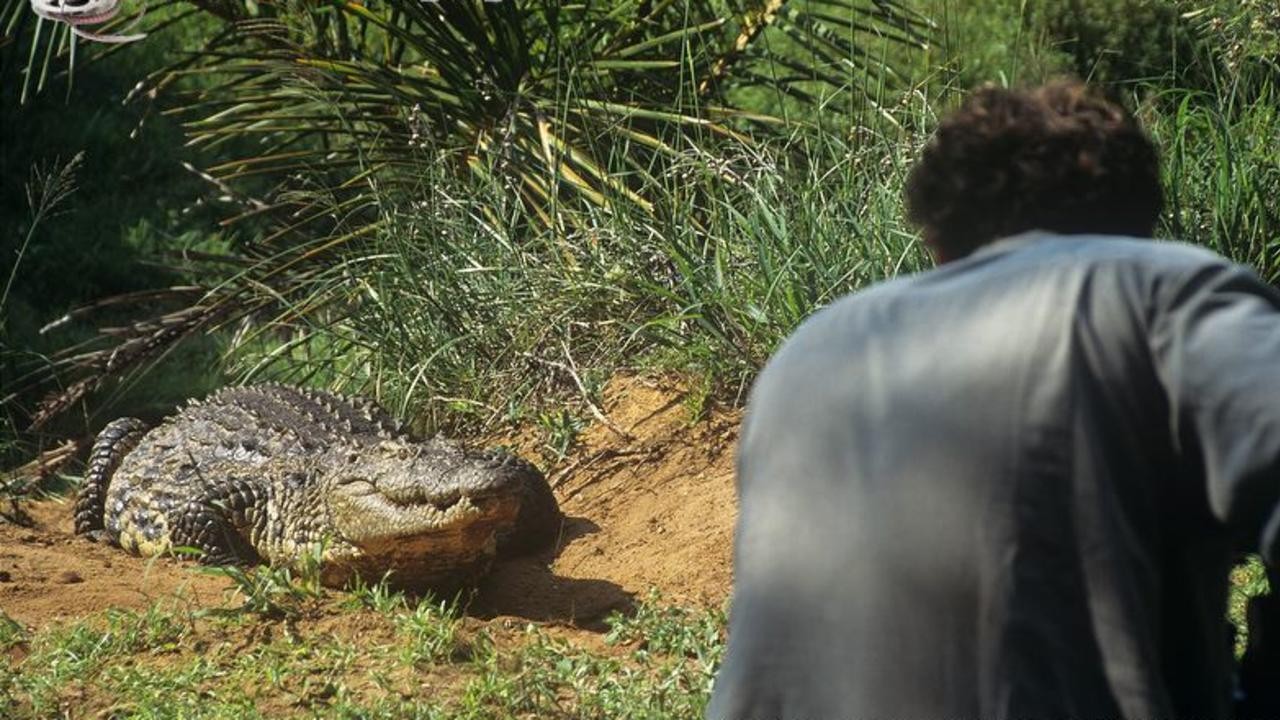 Crocodile: The Smiling Predator