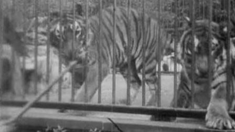 Tigers, London Zoological Gardens