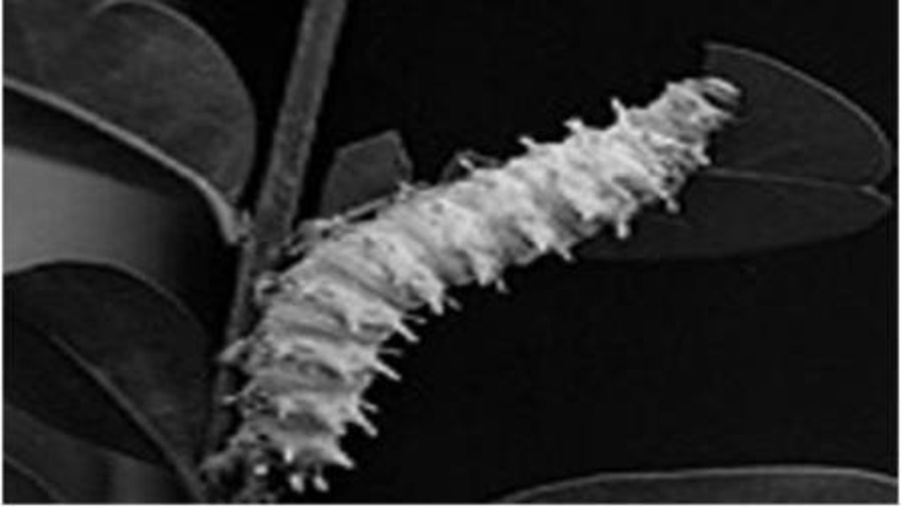 Secrets of Nature: Skilled Insect Artisans