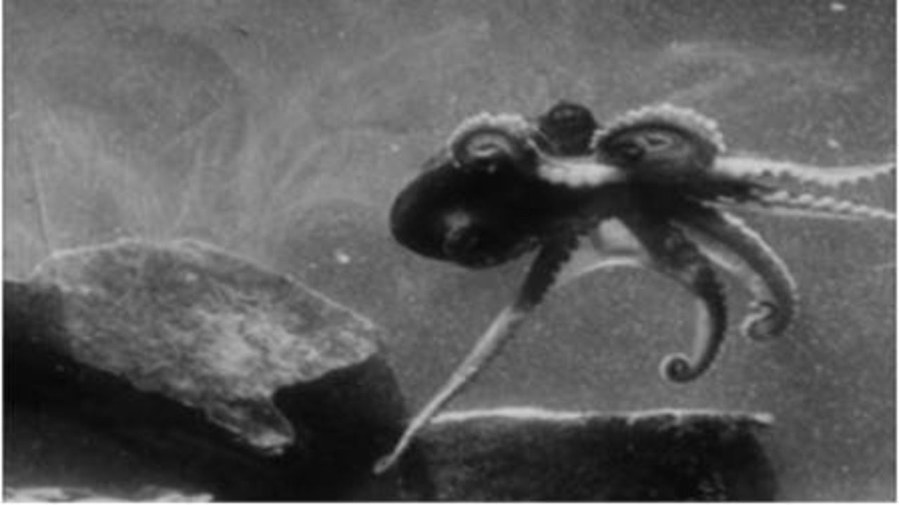 Secrets of Nature: Fathoms Deep Beneath the Sea
