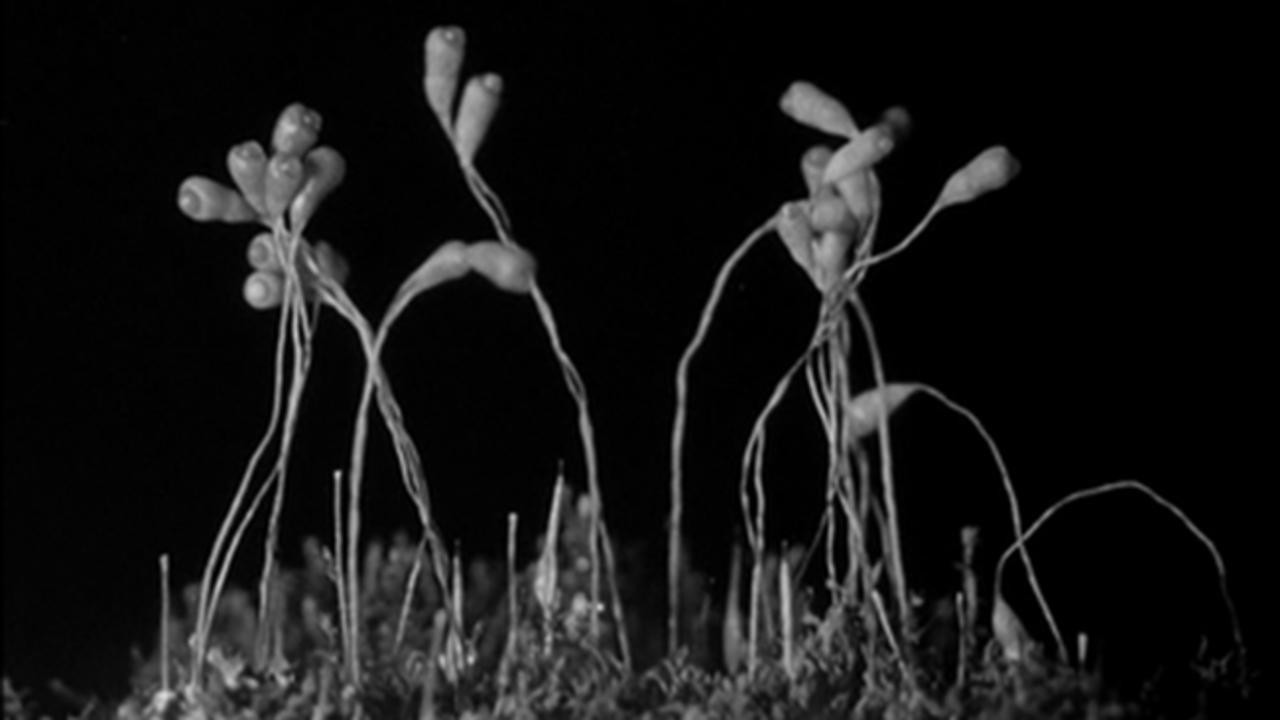 Secrets of Nature: The Plants of the Pantry
