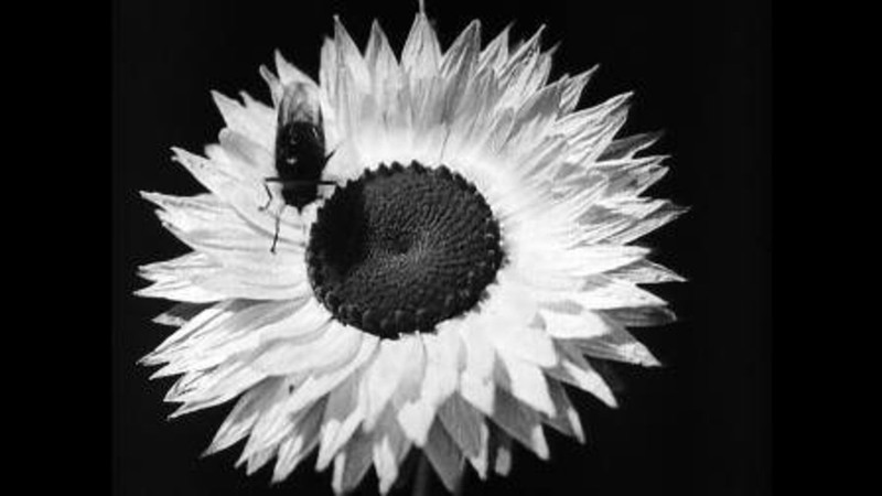 Secrets of Nature: Floral Co-operative Societies