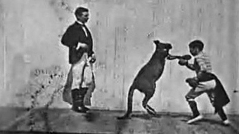 The Boxing Kangaroo