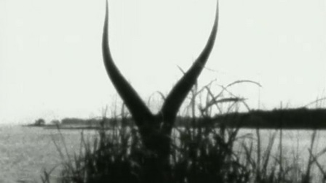 Longhorns