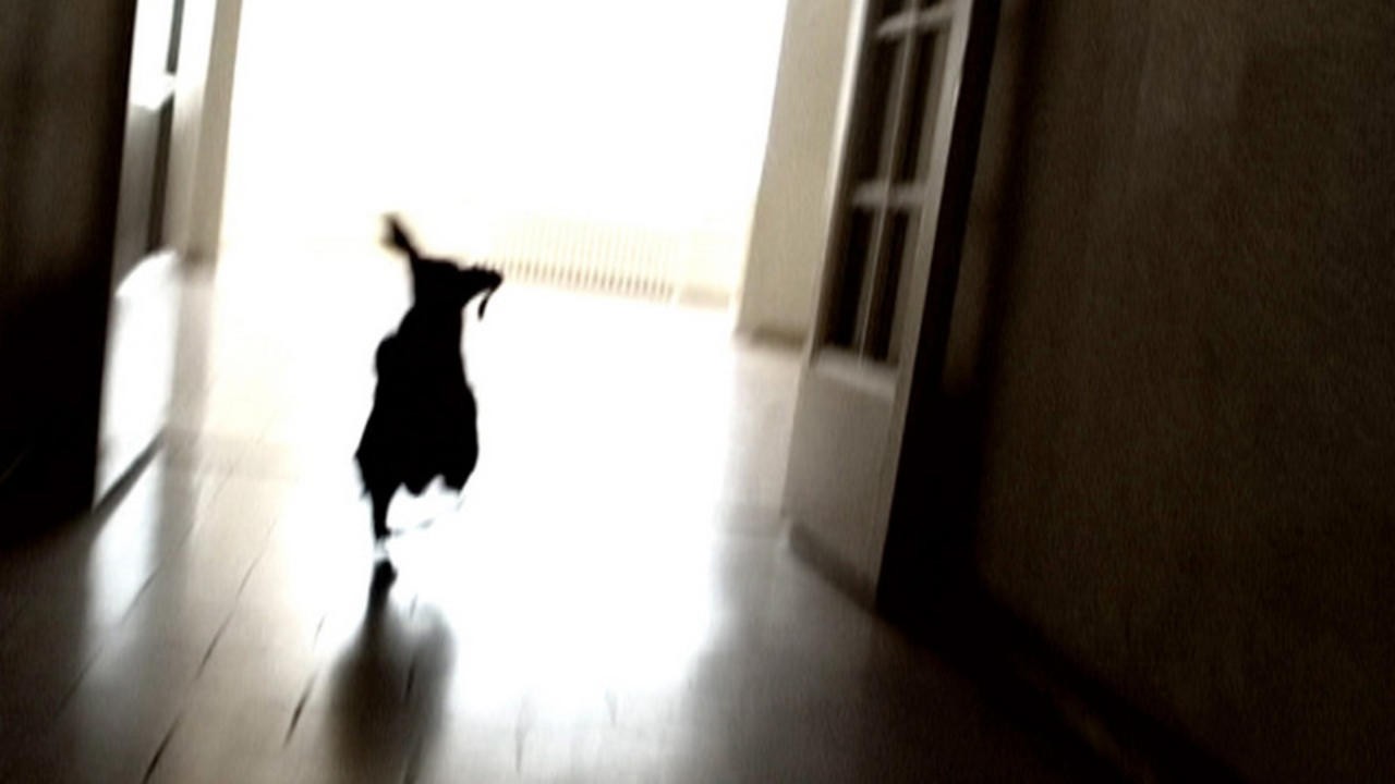 Color Runaway Dog