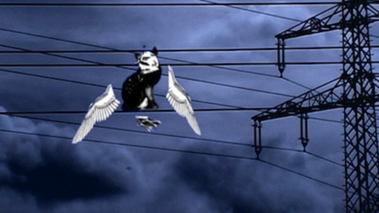 The Cat Would Rather Be a Bird...