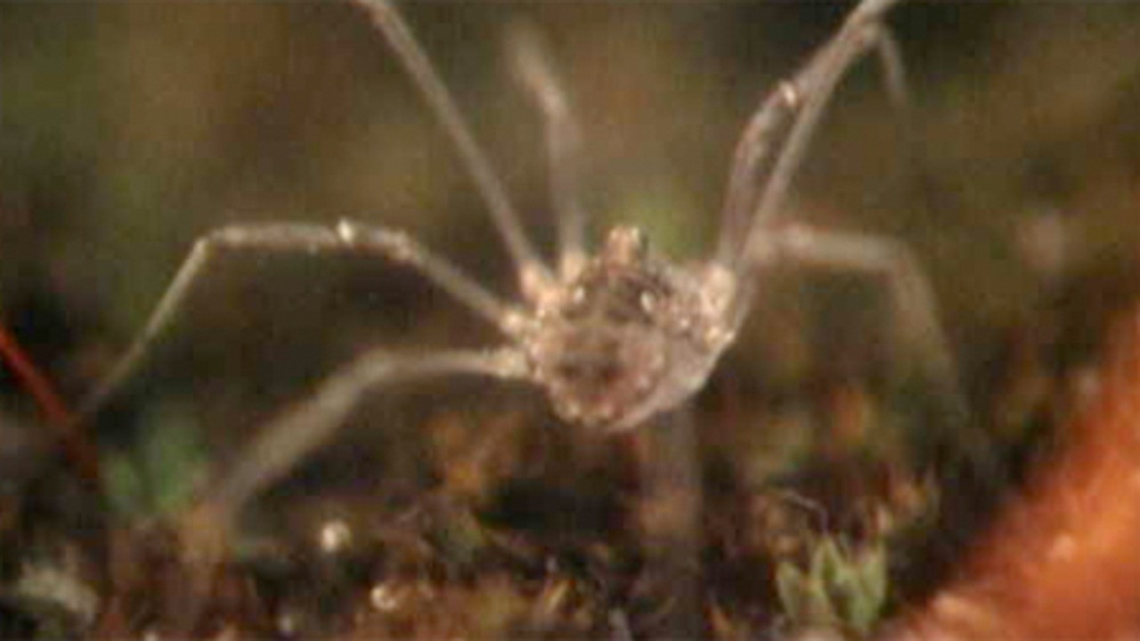 Compound Eyes Nos. 1-5