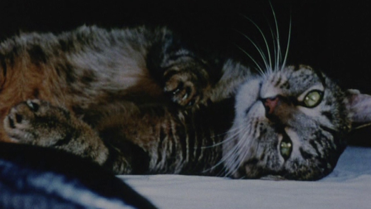 Cat Food (1969) 