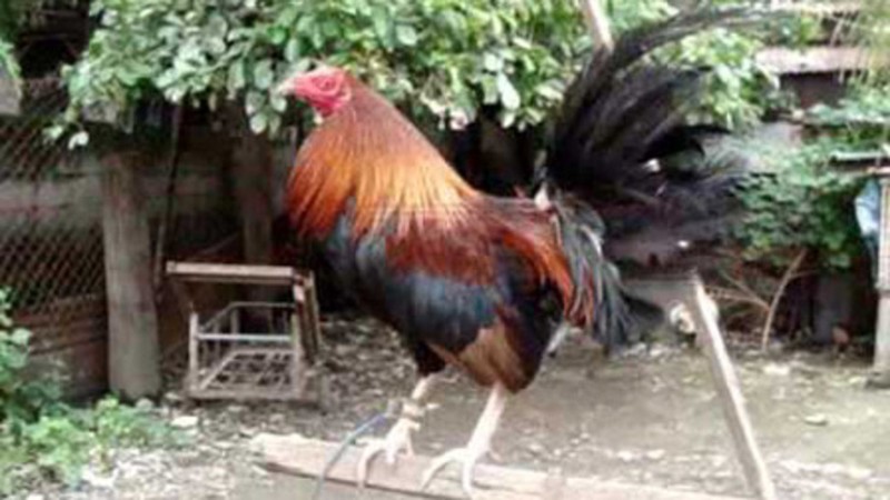 Prince of Cockfighting