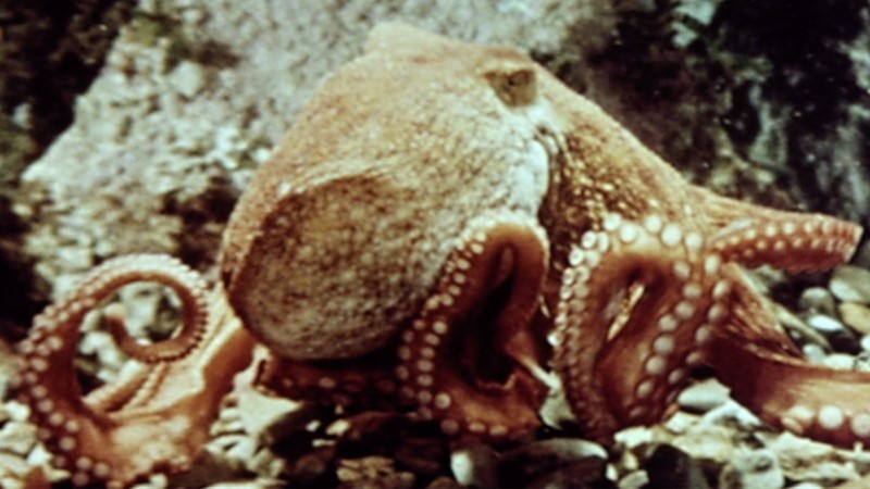 The Love Life of the Octopus