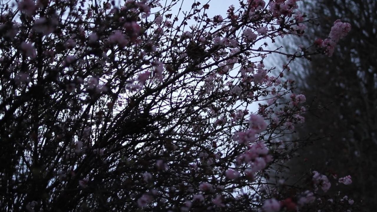 It May Be That Beauty Has Reinforced Our Resolve – Masao Adachi