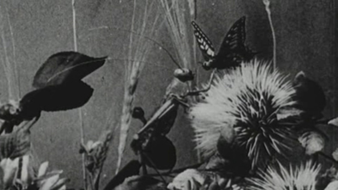 The Grasshopper and the Ant