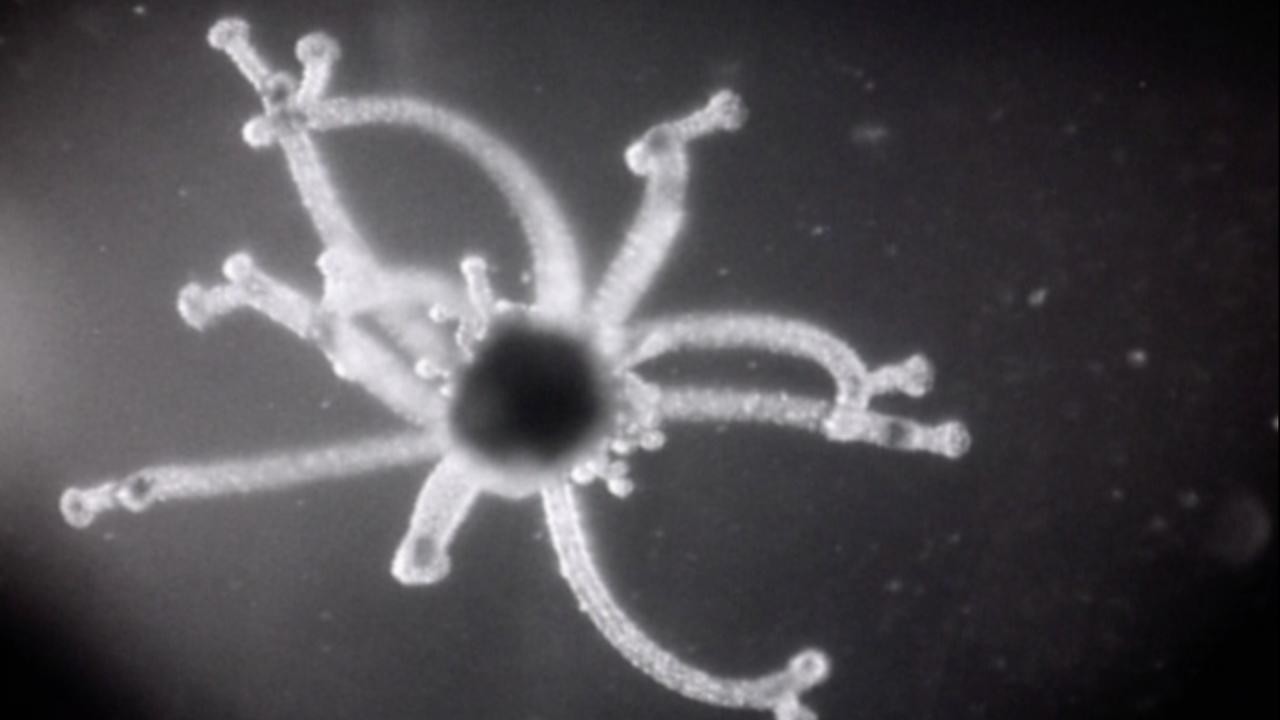 How Some Jellyfish Are Born