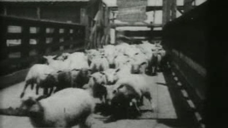 Sheep Run, Chicago Stockyards