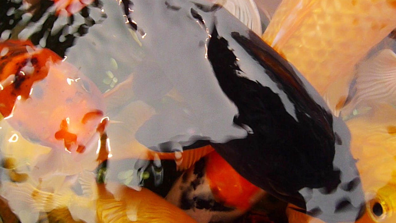 Image du film Pescados