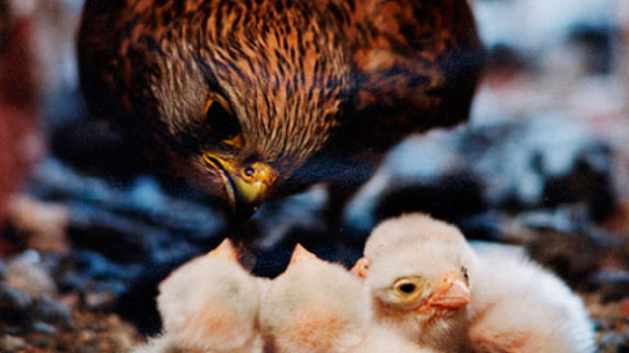 Kestrel's Eye