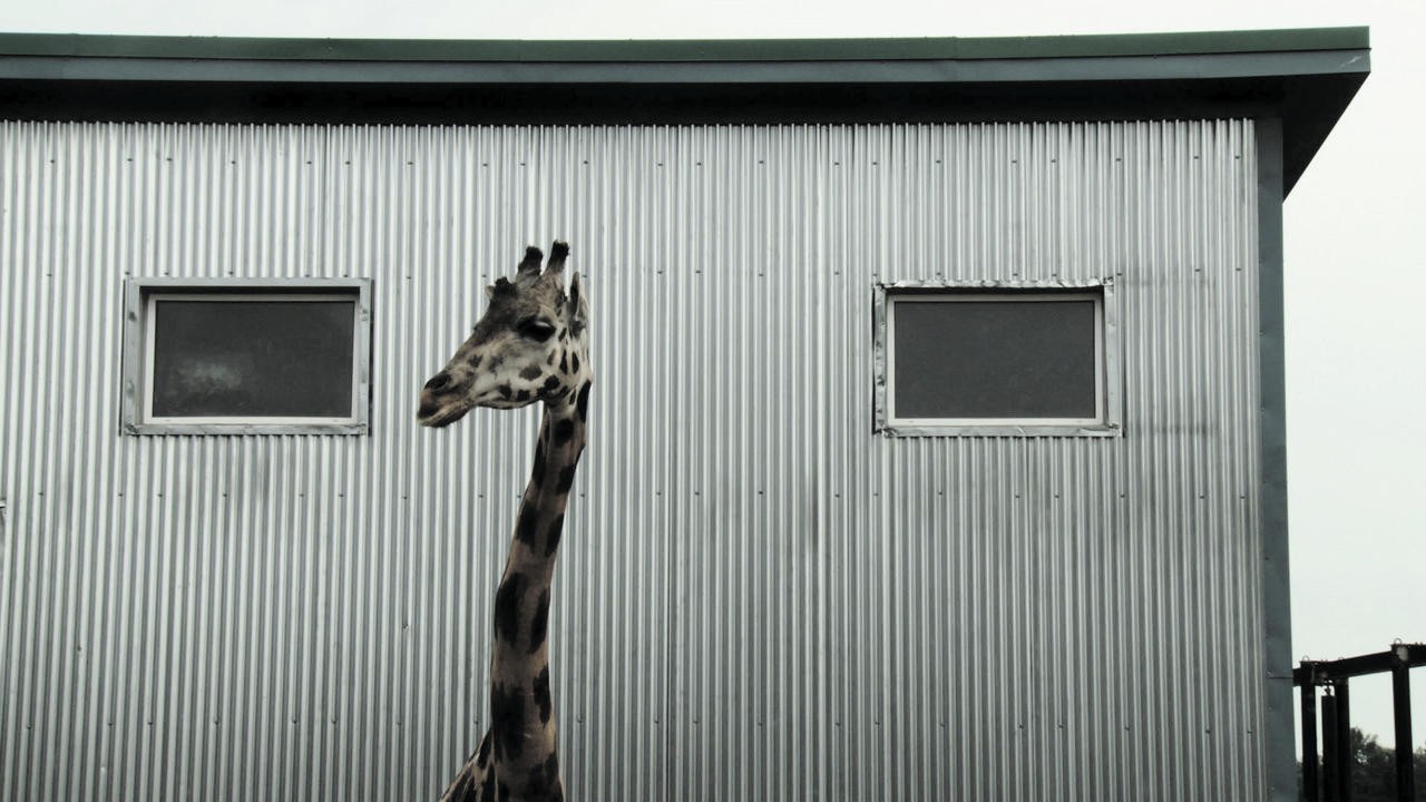 Image du film Bestiaire