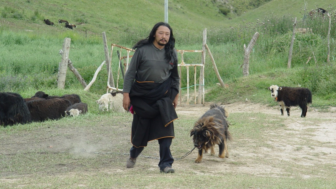 Old Dog
