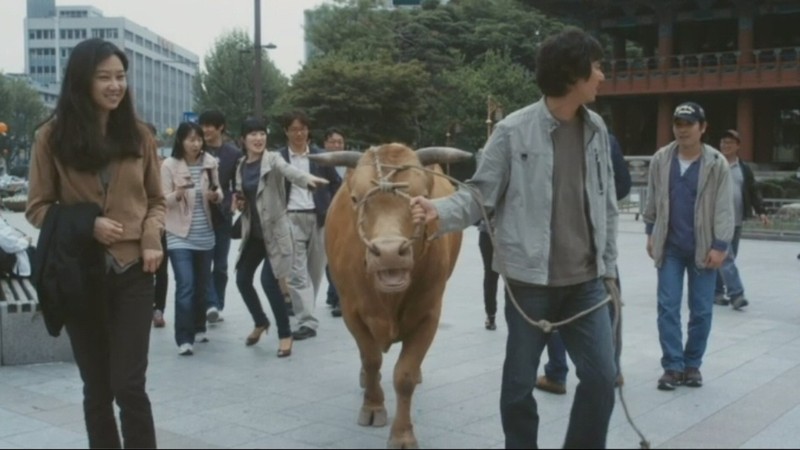 Rolling Home with a Bull