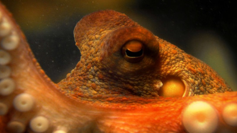 The Life and Times of Paul the Psychic Octopus