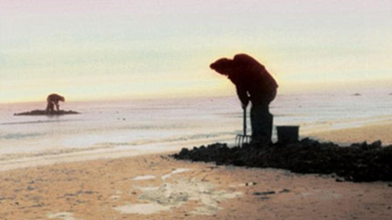 Image du film La Jungle plate