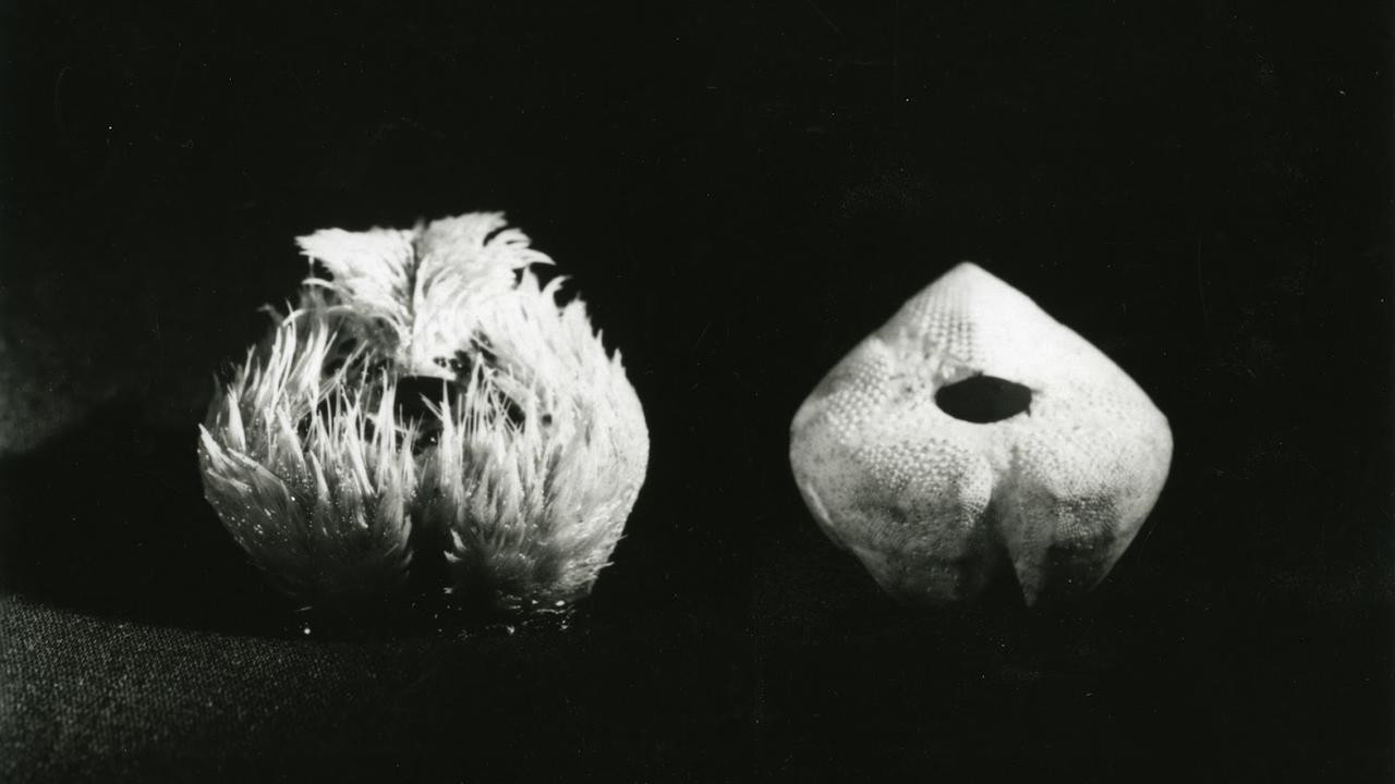 Sea Urchins