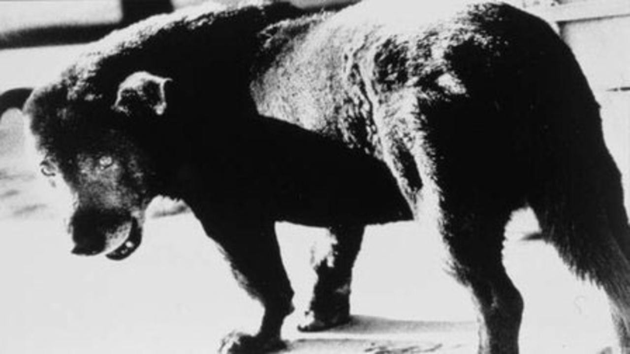 Daido Moriyama: Stray Dog of Tokyo