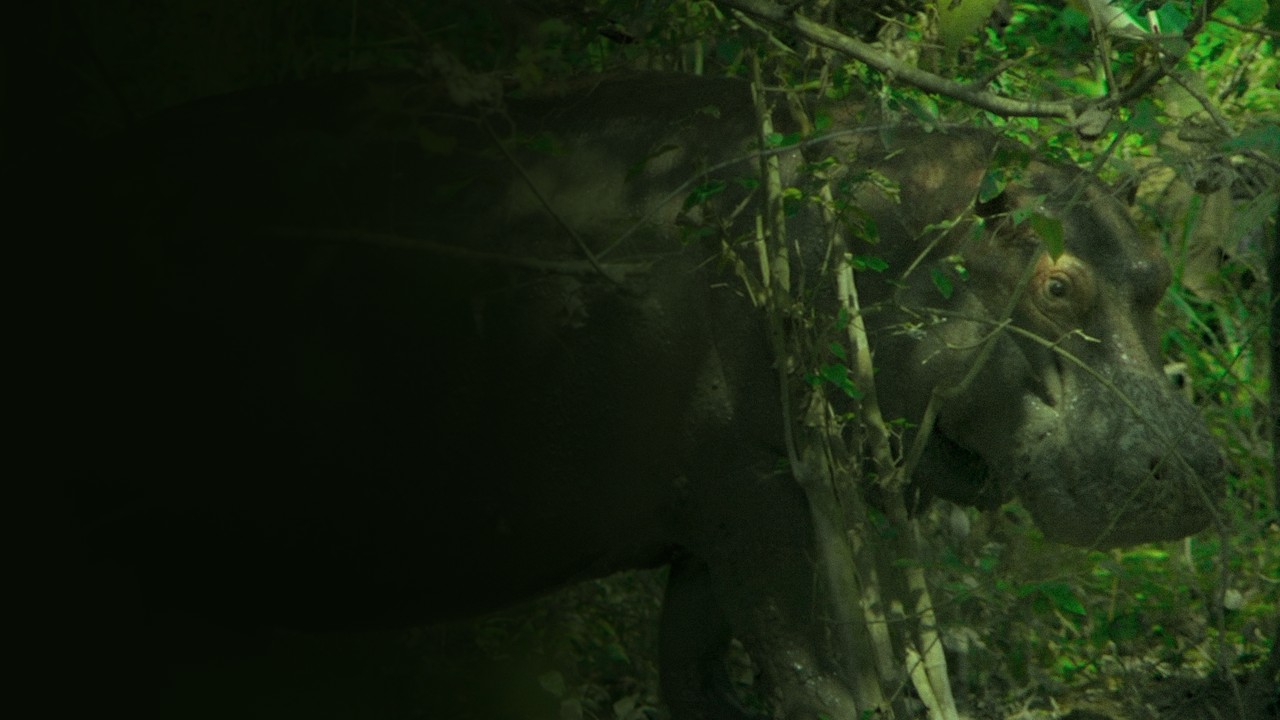 ALL CREATURES GREAT AND SMALL: ANIMALS ON FILM