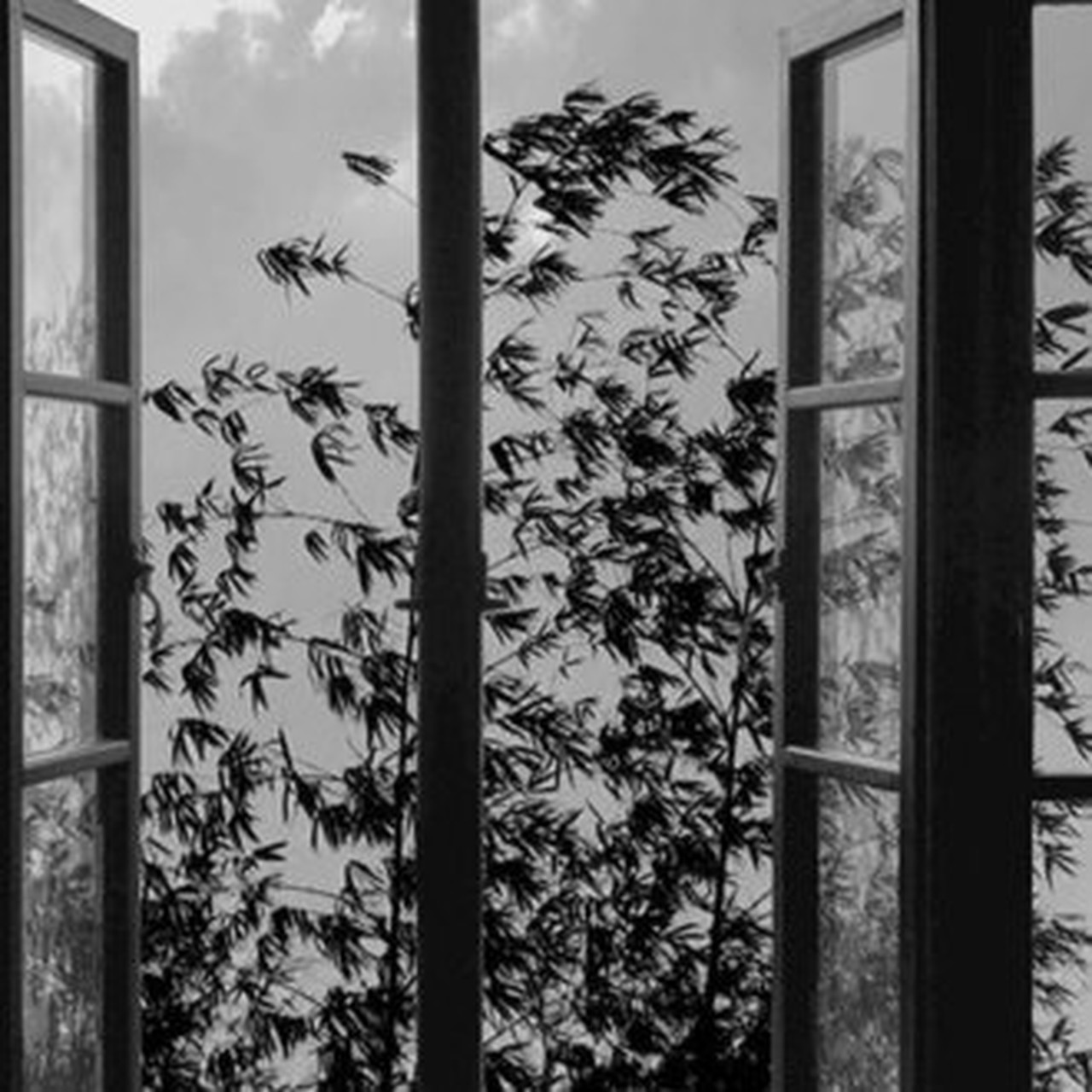 アート・デザイン・音楽 abbas kiarostami /  white (small) アート・デザイン・音楽 abbas kiarostami / white (small